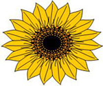sunflower150